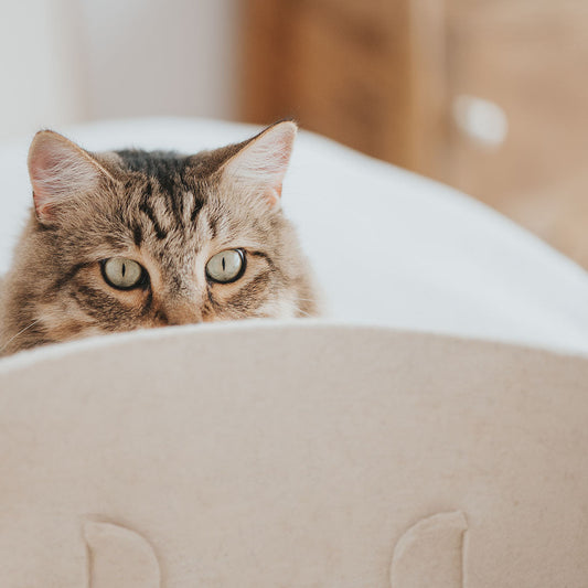 Pourquoi mon chat ne dort-il pas dans son panier?