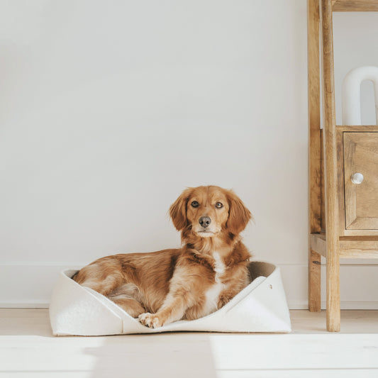 Pourquoi les chiens aiment-ils dormir près de leurs humains?