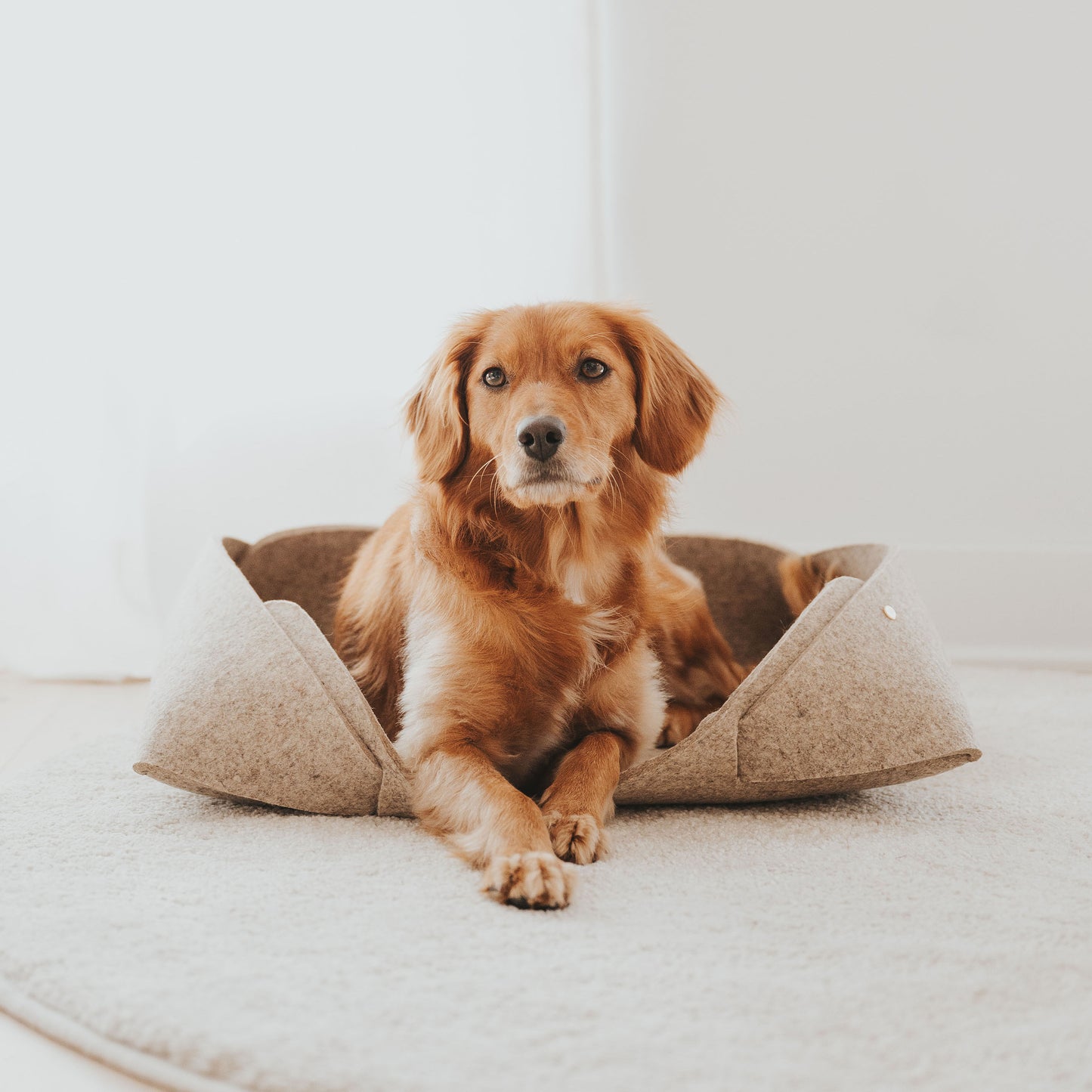 largemodernnaturalpetbedpetmatoatwithdoglifestyleimage