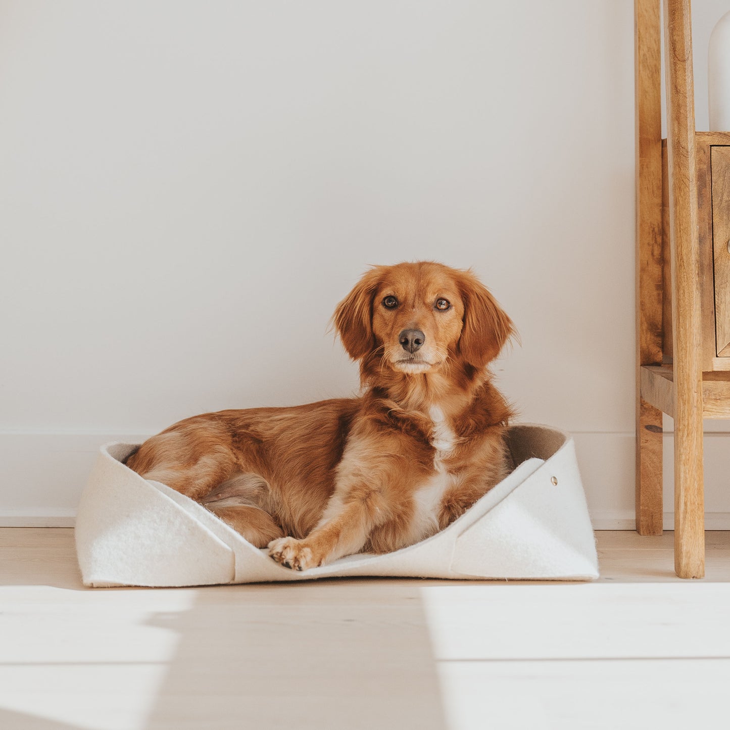 largemodernnaturalpetbedpetmatoatwithdoglifestyleimage