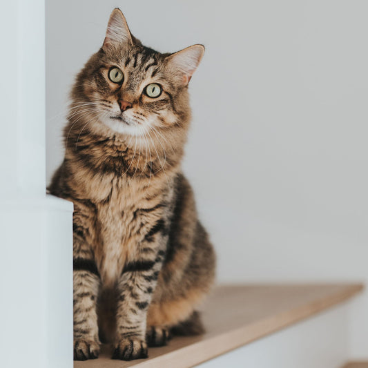 Pourquoi adopter un chat dans un Café Félin