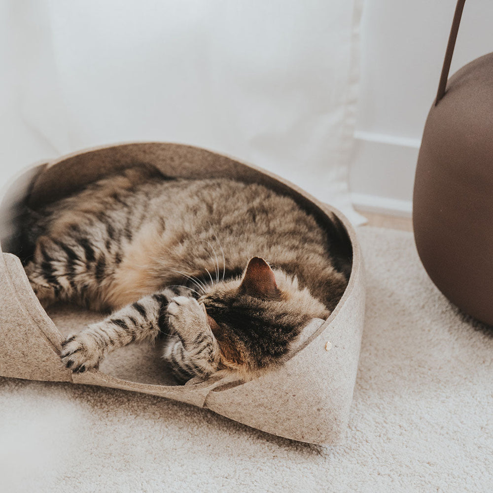 Pourquoi les chats dorment-ils en boule?