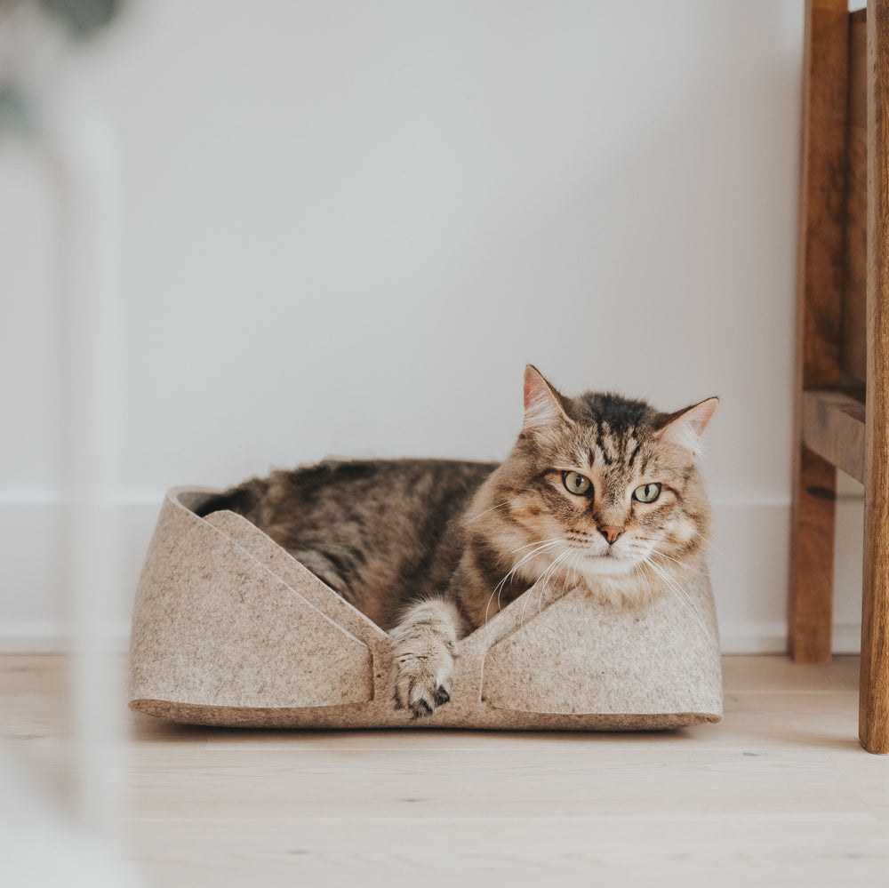 Pourquoi les chats aiment-ils autant les boîtes?