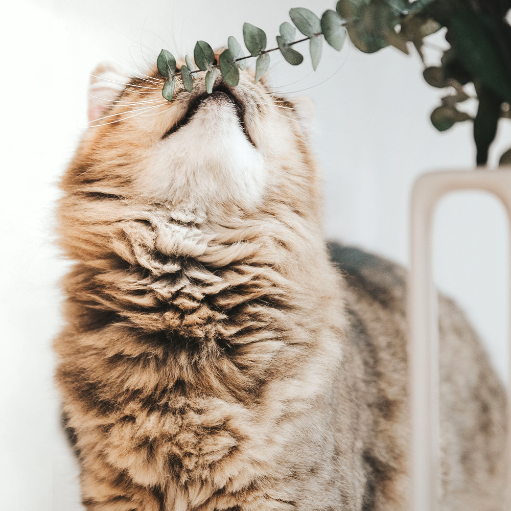 Pourquoi les chats aiment-ils les endroits en hauteur?