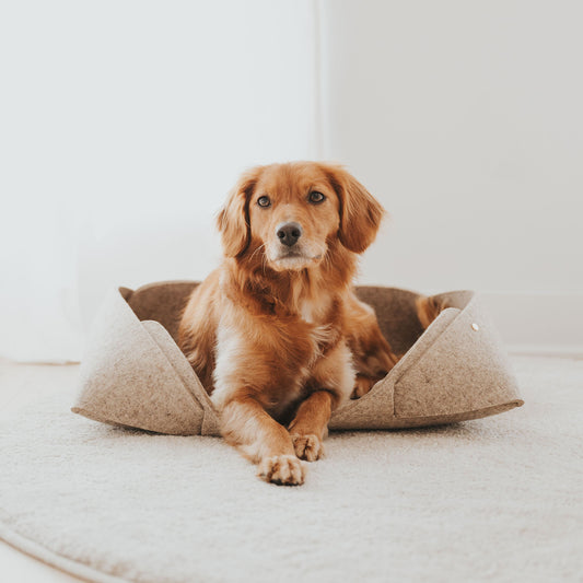 Pourquoi les chiens tournent-ils sur eux-mêmes avant de se coucher?